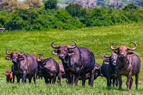 Curious Cape Buffalo herd ~ Nature Photos ~ Creative Market