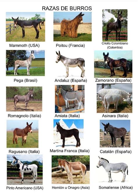 Different Breeds Of Donkeys