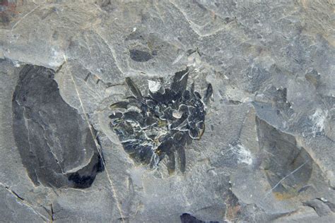 Wiwaxia from Burgess Shale (Courtesy Lad Allen and Illustra Media ...