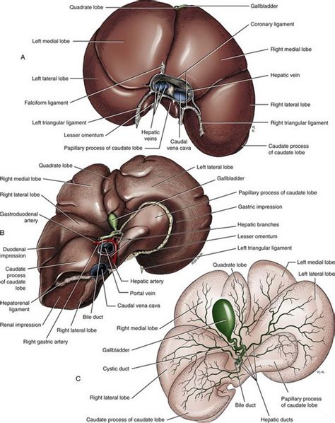 Liver and Biliary System | Veterian Key