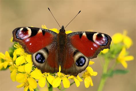 Natuurfotodagboek van Gerard Roest: Vlinders in maart 2014