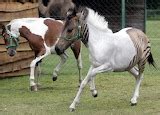 normalois - Horses - ZORSE, breeding a horse & a zebra!