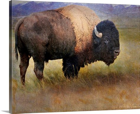 Bison Portrait II Wall Art, Canvas Prints, Framed Prints, Wall Peels ...