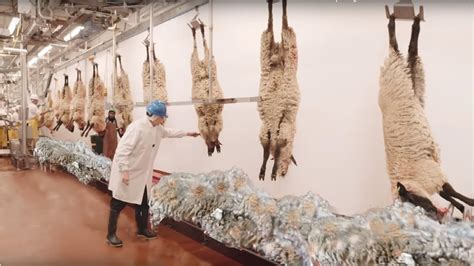 How to Harvesting Wool - Amazing Sheep Factory - Wool Processing Mill ...