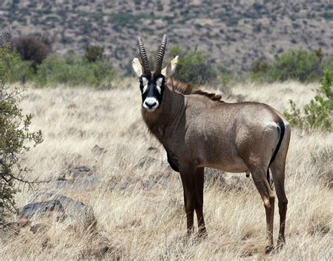 roan antelope | Wild animals pictures, Wildlife animals, African animals