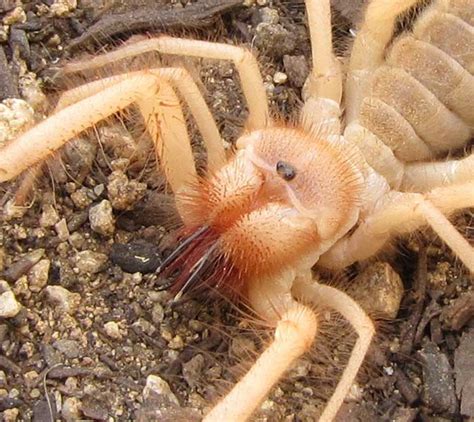 Solpugids - Camel Spider - Wind Scorpions - DesertUSA