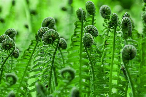 How to Grow & Care for Fiddlehead Ferns (Ostrich Fern)