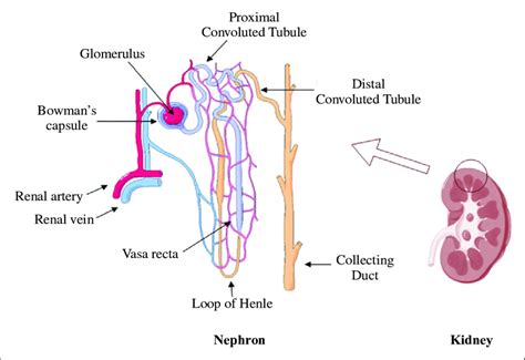 Location of the nephron in the kidney and its main constitutes. The... | Download Scientific Diagram