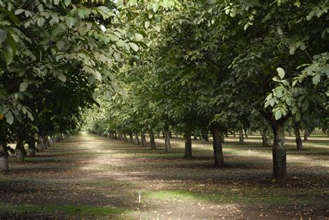 Walnuts – Pacific Nut Producer Magazine