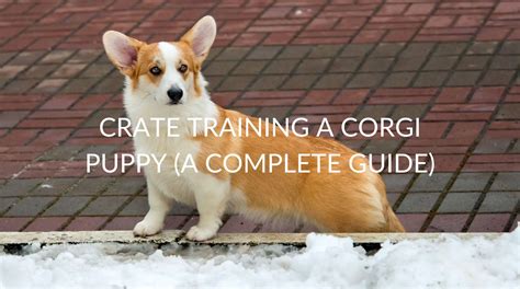 Crate Training A Corgi Puppy (A Complete Guide) - Jubilant Pups