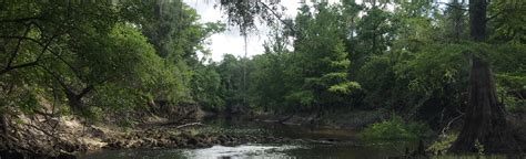 Withlacoochee River Extended Trail: 157 Reviews, Map - Florida | AllTrails