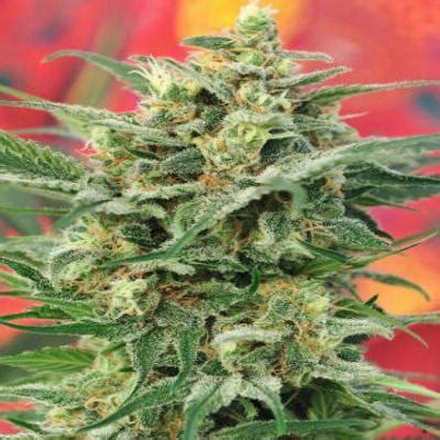 High THC Cannabis Seeds for Sale - Buy one of the thousands of High THC ...