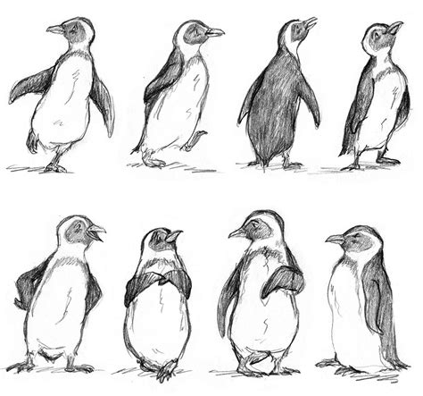 892 Popular Penguin sketch to draw for Collection | Art Sketch Figure