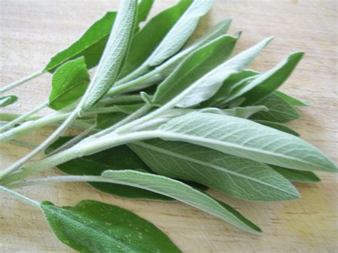 Sage Leaves Free Stock Photo - Public Domain Pictures