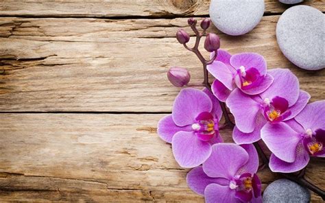 Download wallpapers pink orchid, wood background, wooden boards, tropical flowers, orchids for ...