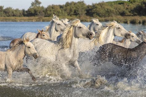 Camargue Horses Animals - Free photo on Pixabay