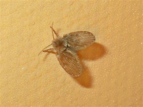 Small Flies In House - What ARE These Annoying Pests? - How I Get Rid Of