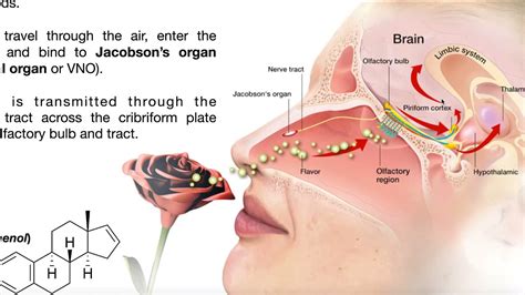 The Vomeronasal Organ, Pheromones, & Mating Behavior - YouTube