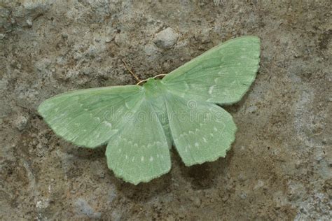 Closeup on the Colorful Soft Green Large Emerald Geometer Moth, Geometra Papilionaria with ...