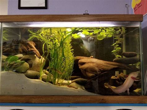 Pin on pretty fish tank ideas