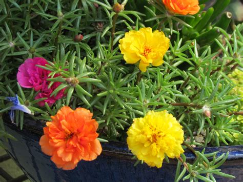 Sturtz and Copeland - Portulaca (moss rose): Portulaca grandiflora