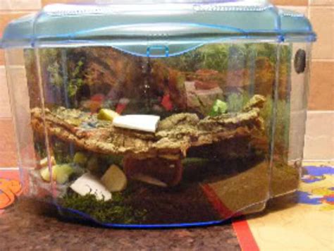 Giant African Land Snails Complete Care Guide | HubPages