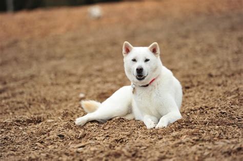 Kishu Ken: Everything You Need to Know - PetTime