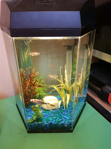 Cold water fish tank with fish | in Wareham, Dorset | Gumtree