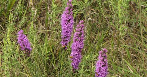 Warren's Blog: Late Summer Wildflowers in Kansas