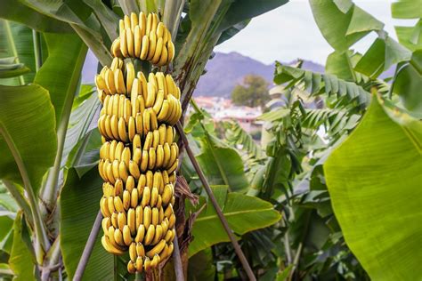 Improving working conditions on banana plantations across Ecuador - IDH - the Sustainable Trade ...