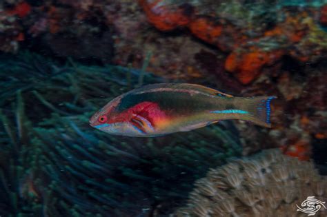 Exquisite Fairy Wrasse- Facts and Photographs | Seaunseen