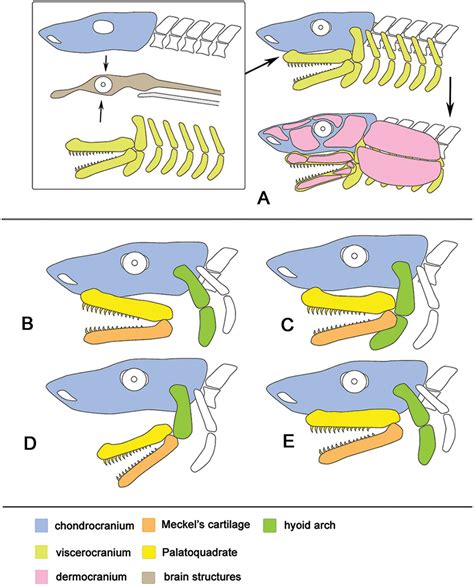 Meckels Cartilage Shark