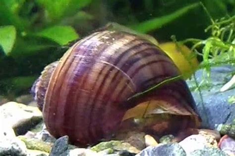 Is My Snail Alive or Dead? - Shrimp and Snail Breeder