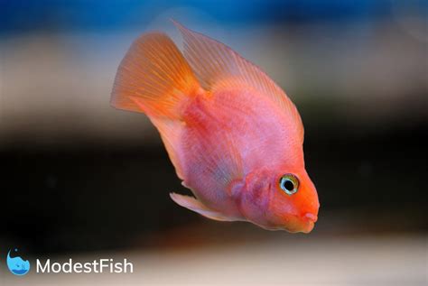 Blood Parrot Cichlid Care: Complete Guide For Aquarists