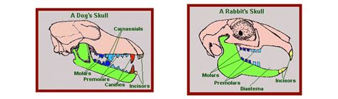 Mammal Teeth 101: A Look Inside The Different Types Of Tooth