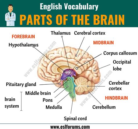 Parts of the Brain: Different Parts of Brain and Their Functions - ESL ...