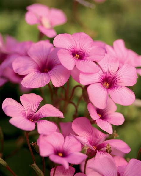 Cottage Pink - Wood Sorrel - Oxalis Flowers That Attract Butterflies, Pink Flowers, Beautiful ...