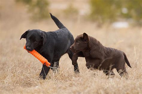 Labrador Retriever (Lab) Puppies For Sale