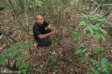 Bagaimana Dengan Habitat Badak Sumatera ? | Leuser Conservation Partnership