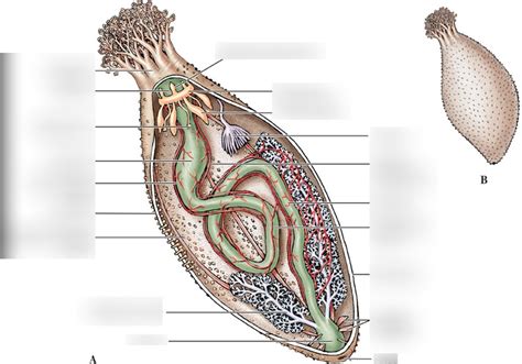 sea cucumber anatomy diagram Diagram | Quizlet