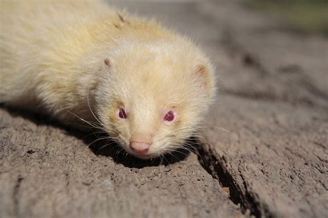 Featured Ferret Shelter: Texas Ferret Lovers Rescue - Ferret World