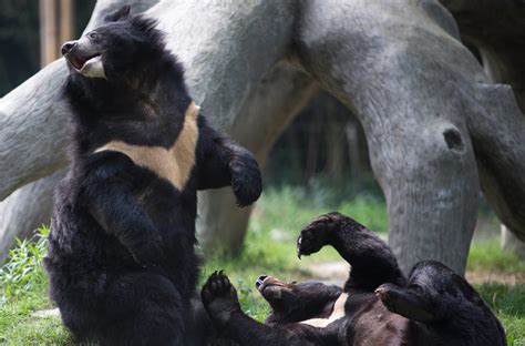 Chinese Bear Bile Farming Draws Charges of Cruelty - The New York Times