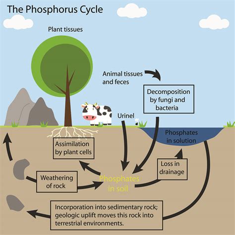 Phosphorus - the bottleneck of life – Thinking Circular