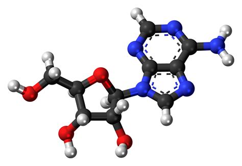 Download free photo of Adenosine,deoxyribonucleoside,molecule,structure ...