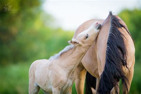 Mother and Foal http://fanapp.mobi/alltodowithhorses1 https://www.youtube.com/watch?v ...