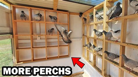 BOX PERCHES For My NEW PIGEON LOFT - YouTube