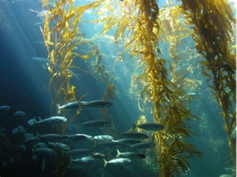 A recent study published in the journal Nature revealed that Kelp ...