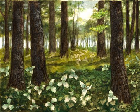 Trillium Painting at PaintingValley.com | Explore collection of Trillium Painting