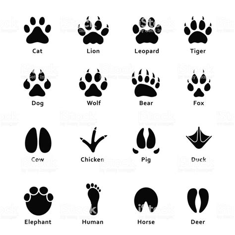 Animals footprints, paw prints. Set of different animals and birds... | Animal footprints, Paw ...