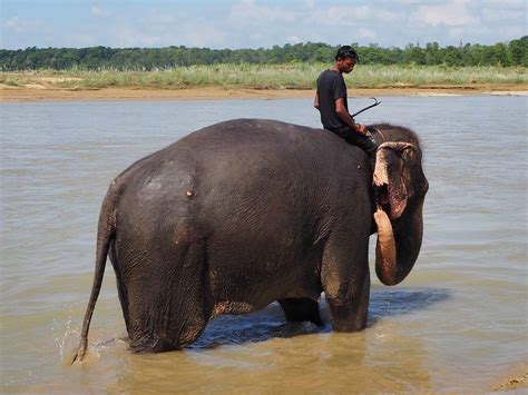 Cruelties Of Elephant Safaris In Chitwan National Park - 6 Important Reasons Why You Shouldn't!